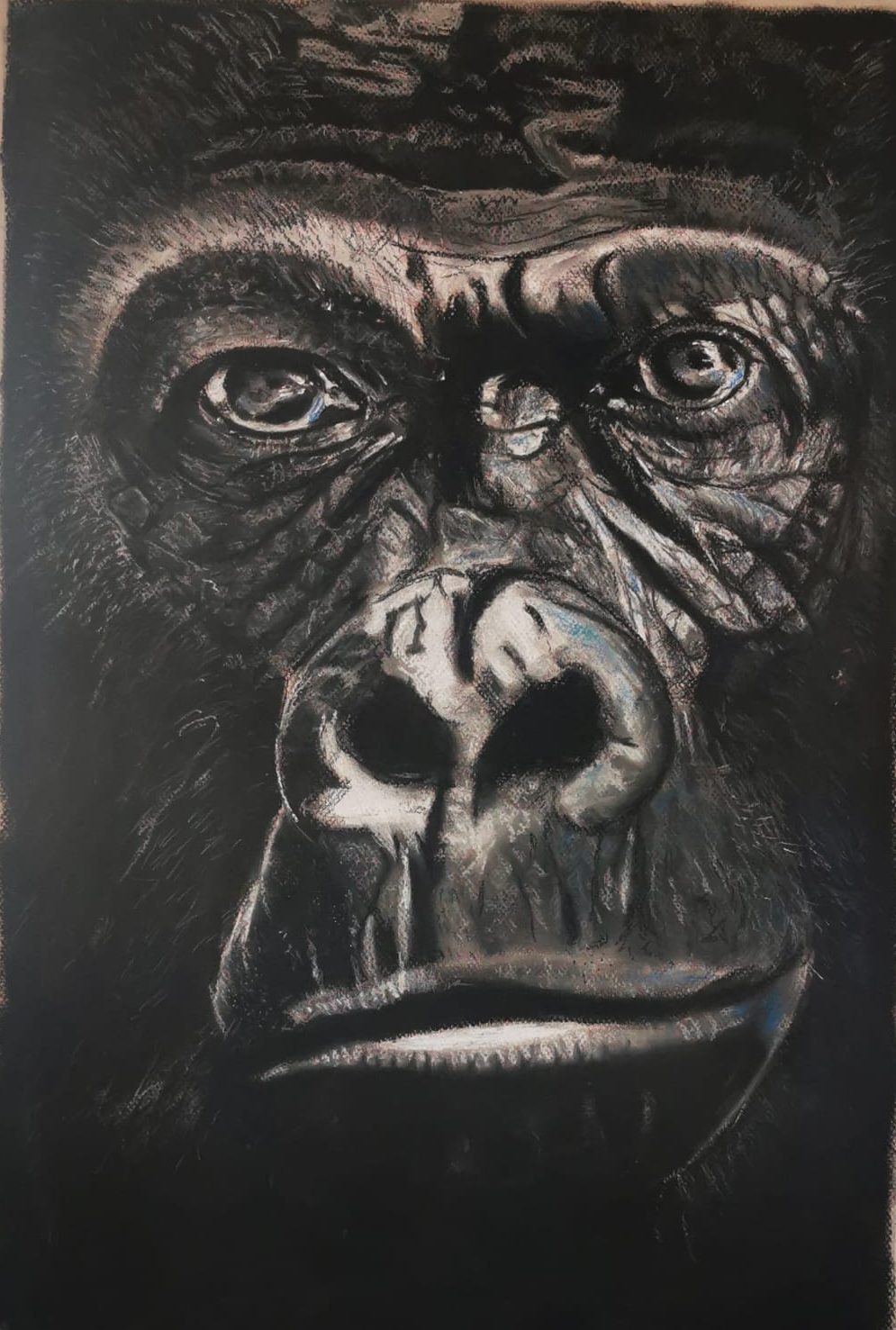 Charcoal and white pastel portrait of a gorilla