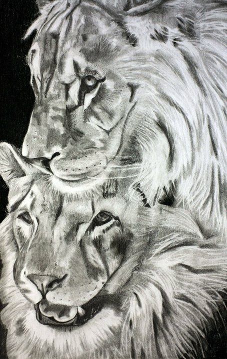 Charcoal drawing of lions, black and white, monochromatic, lions, drawing